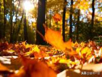 上海市宝山区梦洁水产经营部