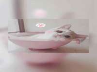 上海市宝山区梦洁水产经营部
