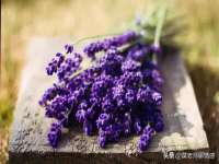 上海市宝山区梦洁水产经营部